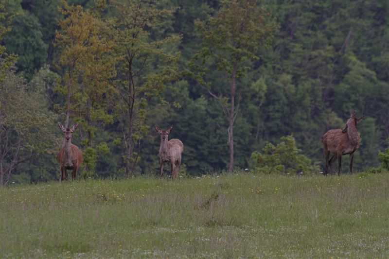 PASSIONE PER IL CERVO
